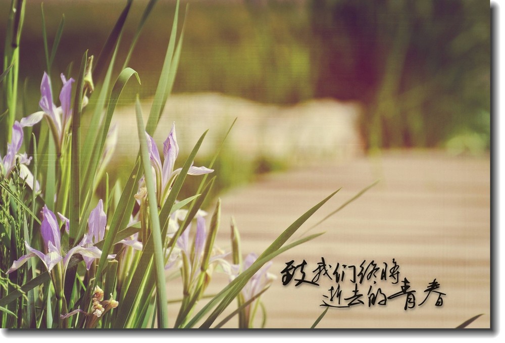写给逝去的青春(组诗)